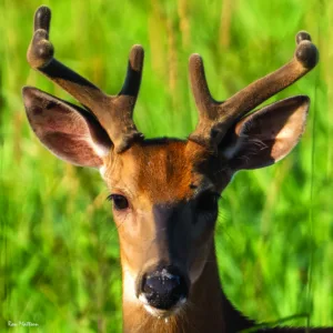 7-pointer checks out camera